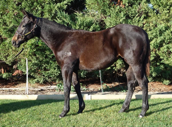 Lot 17 No Nay Never (USA) x Kiwi Colleen - click to see the page.