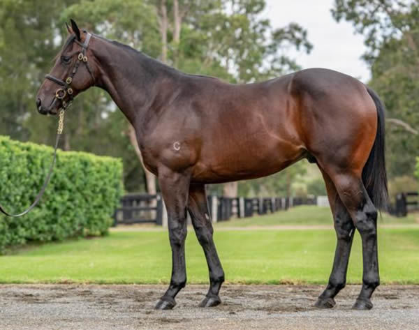 Coastwatch as a yearling