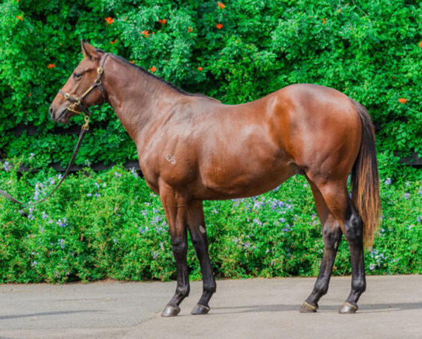 $320,000 Inglis Easter purchase, Coincide was the most expensive yearling for his sire in 2022.