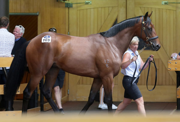 $525,000 colt by Exceed and Excel - image Trish Dunnell.