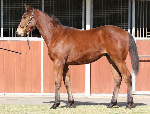 Exceed and Excel colt from Vicennalia (USA)