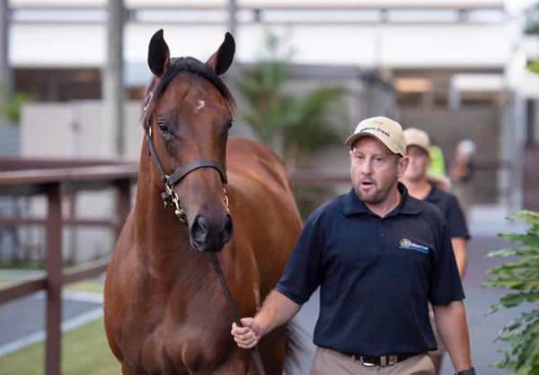 $1.2 million Exceed and Excel colt from Dream in Colour bred by Hilldene Farm