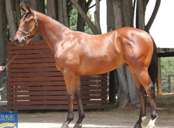 $1.1million MM Exceed and Excel colt from Dream in Colour (GB)