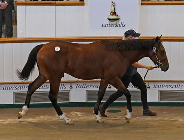Frankel colt from Attraction