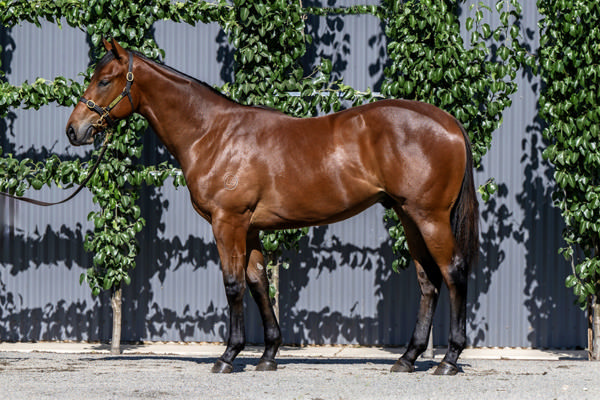 Commit was a $90,000 Magic Millions purchase.