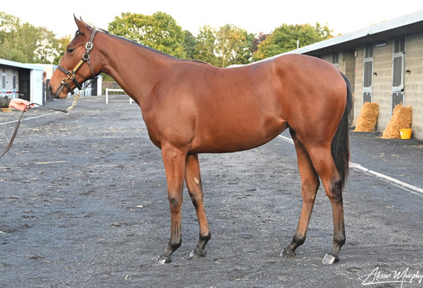 Composing was purchased from Goffs Orby Book 1 for 300,000 euros.