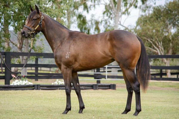 Today's winner Considered was a $30,000 Inglis HTBA Yearling purchase.