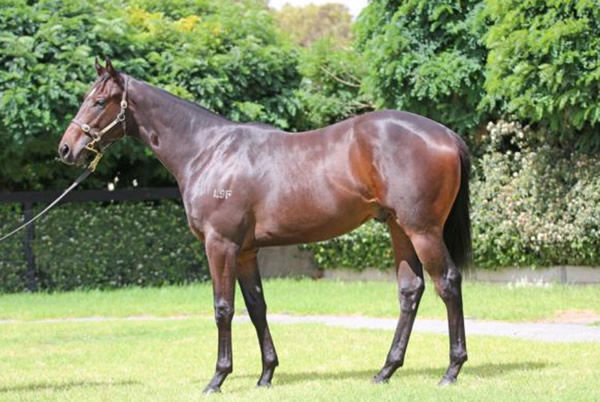 Coodarady as a yearling.