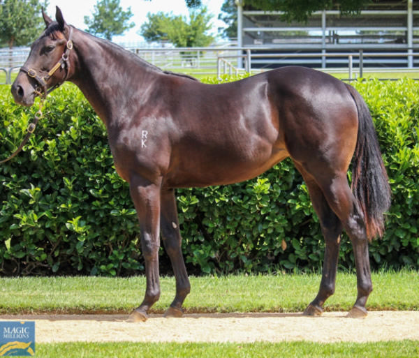 Cool Aza Rene was a $55,000 Magic Millions Book 2 purchase from Newhaven Park for David Ellis.