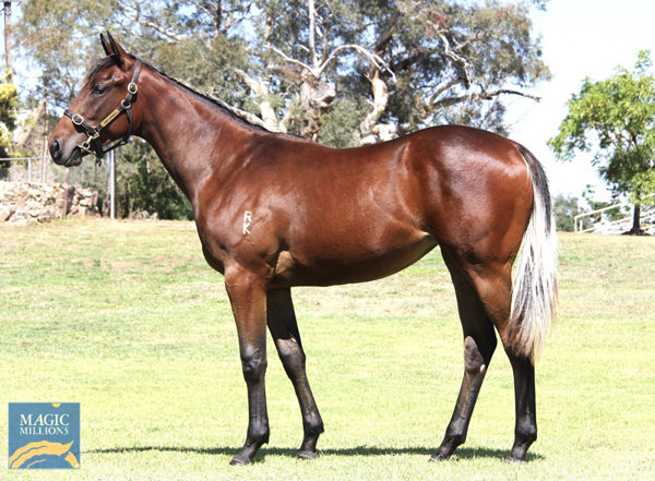 Lot  1026- the half-sister to Cool Jakey