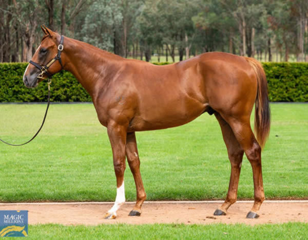 Cool Kaap was a $320,000 Magic Millions purchase from Kia Ora Stud.