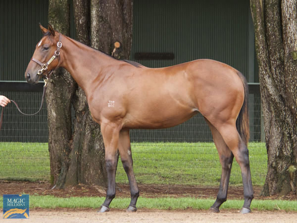 Coolangatta was a $280,000 purchase from the Milburn Creek draft for Ciaron Maher Bloodstock..