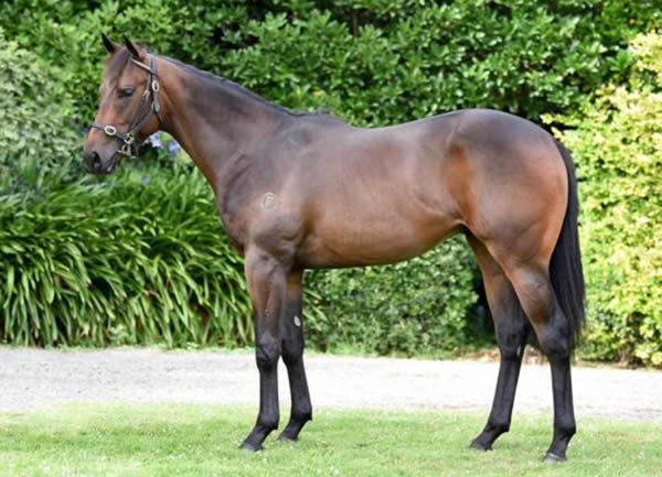 Cool Aza Beel as a yearling, $150,000 purchase from the Fairdale Stud draft