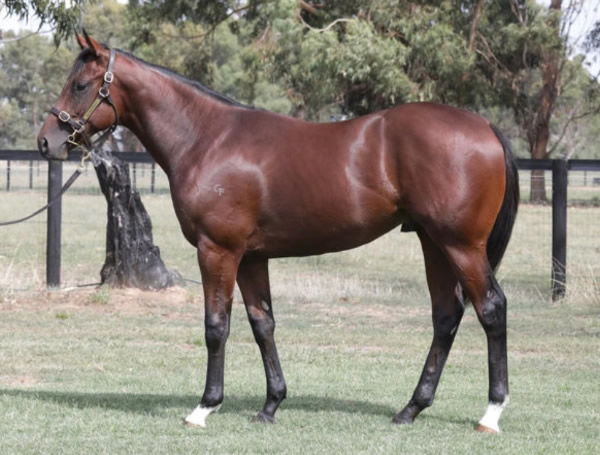 Copacabana was an $850,000 Inglis Easter purchase.