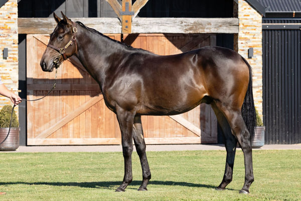 Coppleson a $200,000 Inglis Easter yearling