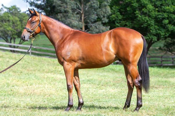Cork Harbour a $475,000 Easter Yearling