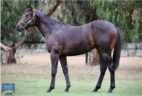 Cosmic Fire was an $80,000 Magic Millions purchase.