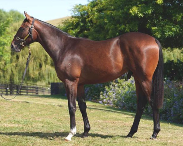 Cotehele as a yearling