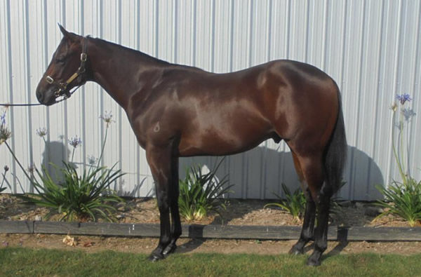 $180,000 Proisir colt from Works Wonders