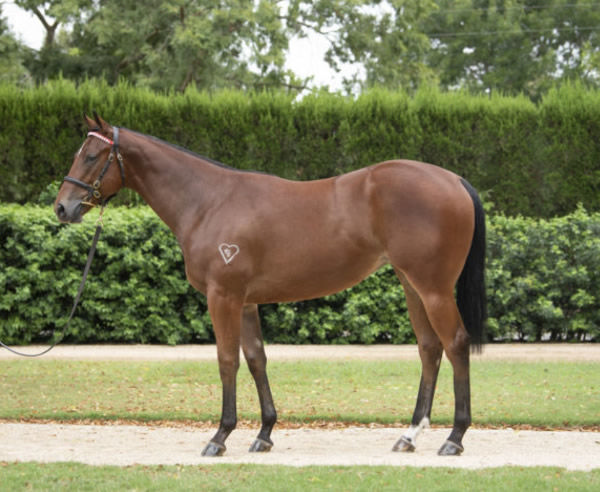 Crepe Myrtle was sold by Torryburn Stud for $900,000 at Inglis Easter.