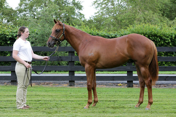 Cross Tasman was a $260,000 K1 purchase.