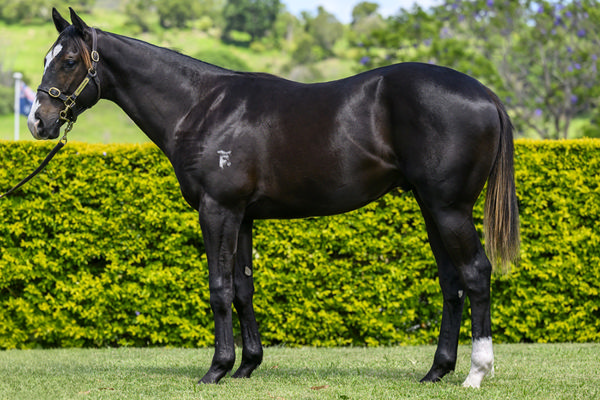 Crossbow Was A $160,000 Purchase From Yarramalong Park at The Magic Millions