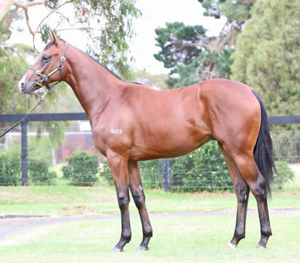 Crown Towers as a yearling