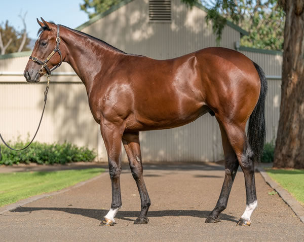 $900,000 Inglis Easter purchase Jet Propulsion