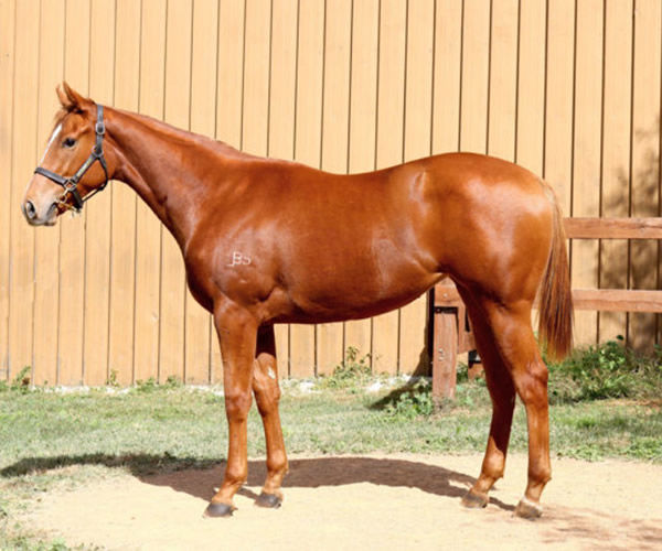 Cruisingdafield was passed in as a yearling.