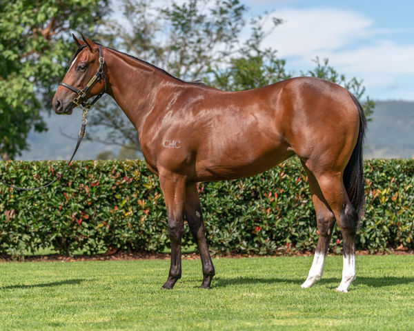 Crystalane a $475,000 Inglis Easter yearling