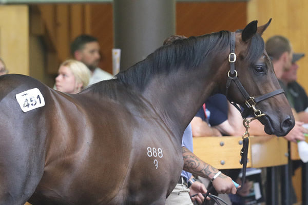 Lot 451, the Satono Aladdin colt out of O’Reilly mare Inthespotlight, was purchased by Paul Moroney Bloodstock and Ballymore stable for $360,000. Photo: Trish Dunell