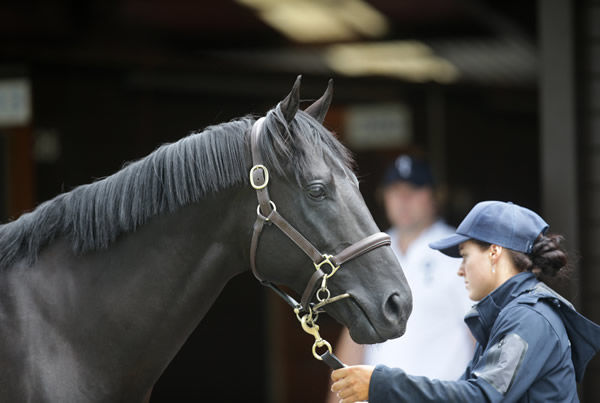 $400,000 Savabeel colt from On Broadway - image Trish Dunnell  