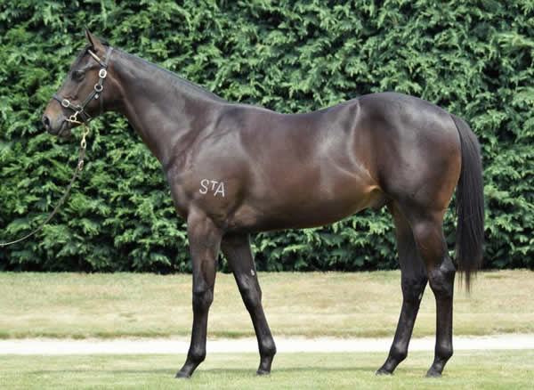 Savabeel colt from Drappier