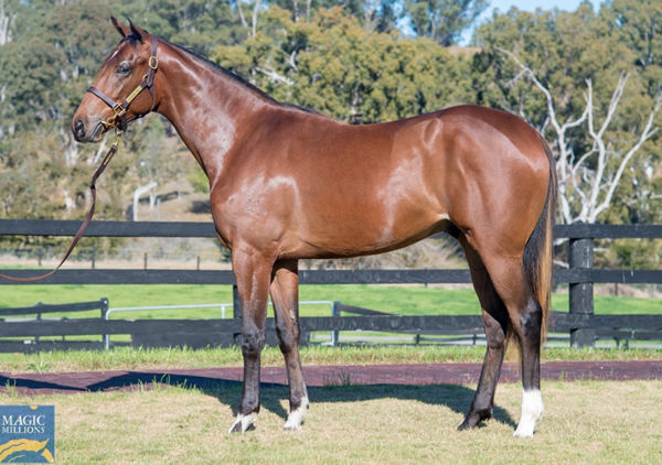 Lot 1362 - Sebring colt from Tracy's Image
