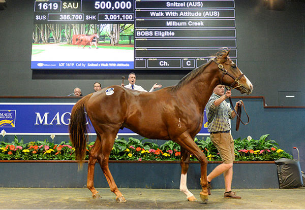 Session topper was this $500,000 Snitzel colt from Walk With Attitude. 