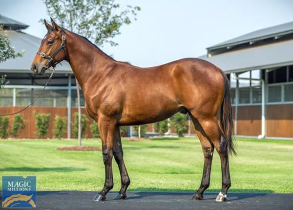 $450,000 Magic Millions Snitzel colt from Sananda