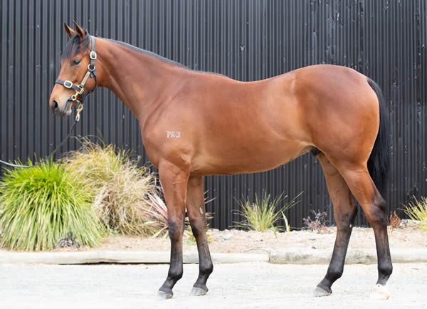 The full brother to Kiwi Ida will be offered as Lot 574