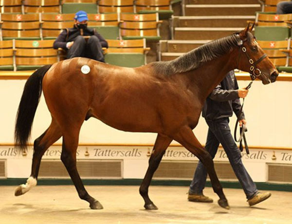 Starspangledbanner colt from Violet's Girl