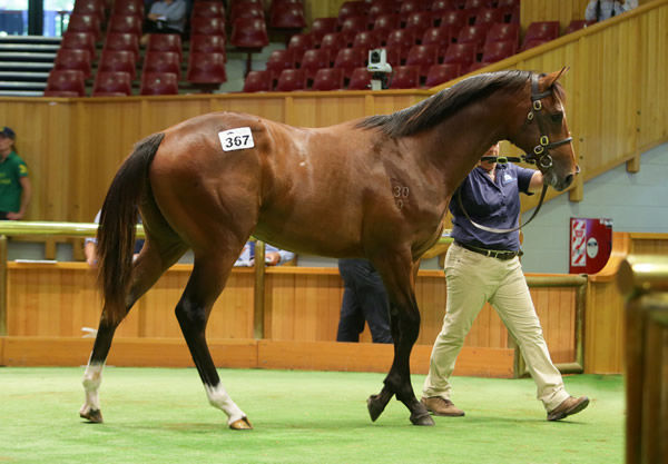 Lot 367, the Tavistock colt out of Echezeaux, was purchased by Te Akau for $520,000. Photo: Trish Dunell