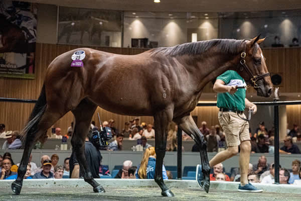 $460,000 Teofilo colt from Andes