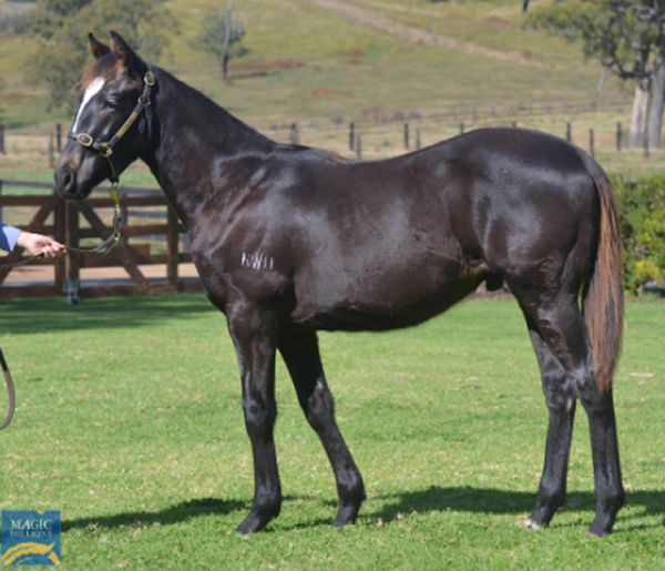 The first weanling by Trapeze Artist to be sold at auction sells for $110,000. 