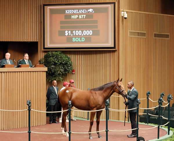 $1.1million Curlin colt from Miss Sunset