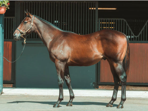 Current King as a yearling.