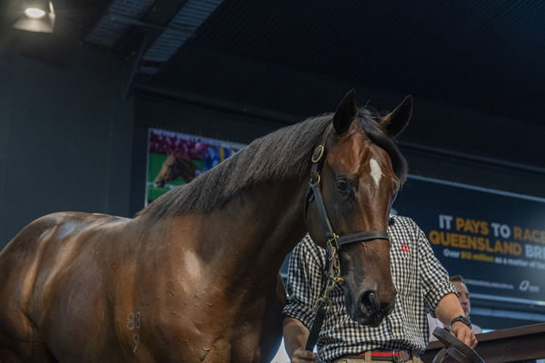 $1,150,000 Shalaa (IRE) colt Custodian is the most expensive yearling by his sire.