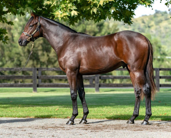 $1million Inglis Easter purchase Cut a Dime.