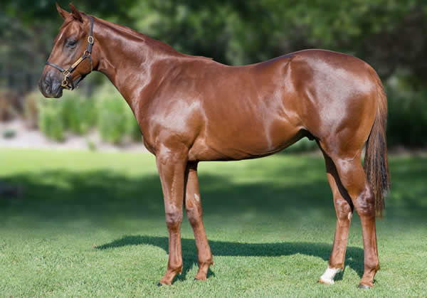 $400,000 Written Tycoon colt from Miss Promiscuity