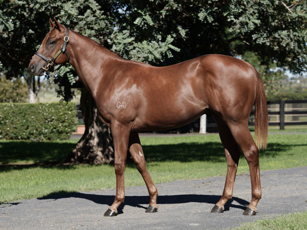 Czar a $300,000 Inglis Easter yearling