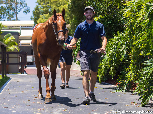 $800,000 Zoustar colt from Lone is another great result for Widden Stud - image Grant Courtney.