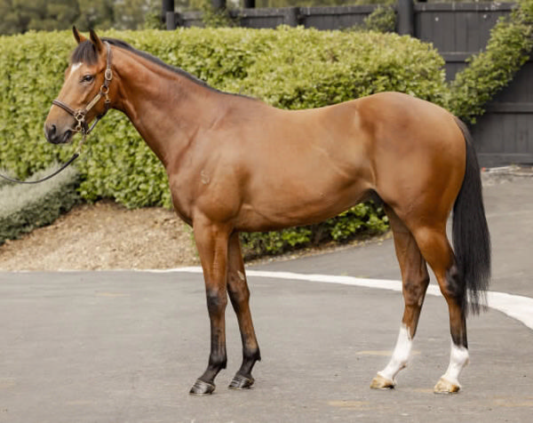 Dad and Dave (NZ) was a $55,000 NZB Ready to Run purchase. 