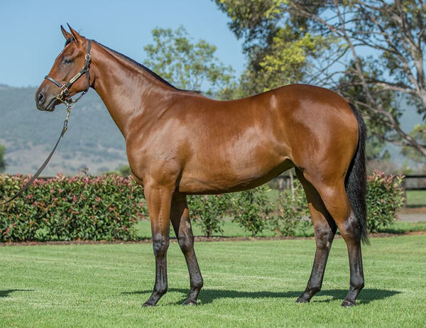 Dame Giselle a $500,000 Inglis Easter yearling